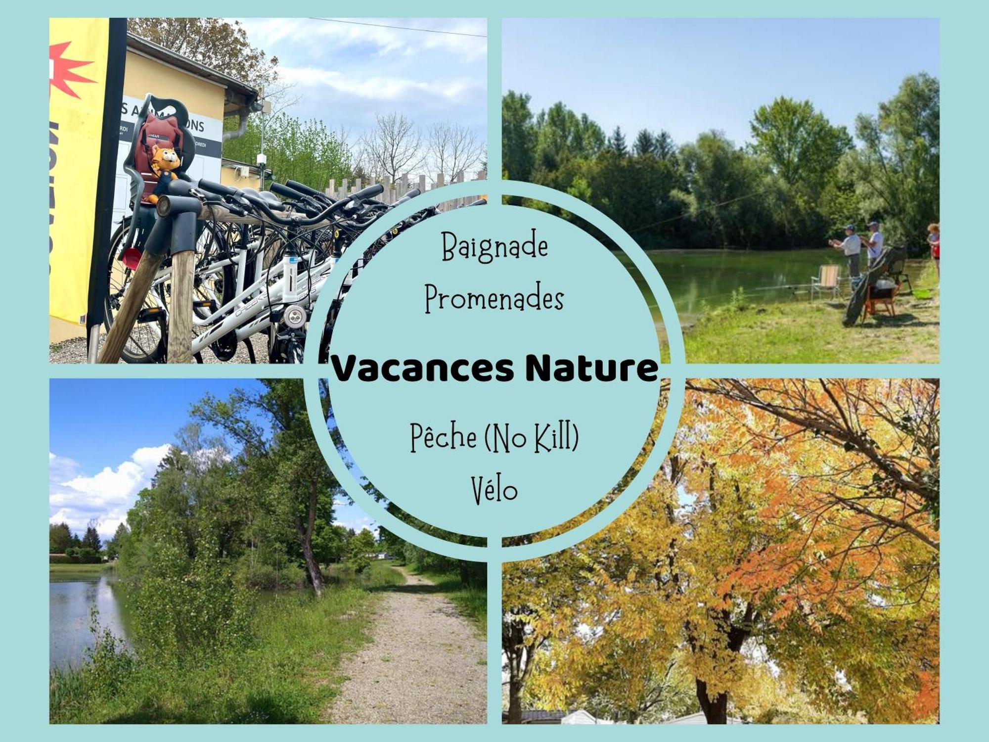 Les Pinots D'Alsace - 3 Bungalows Climatises Avec Tv - Proche Europa Park Boofzheim 外观 照片